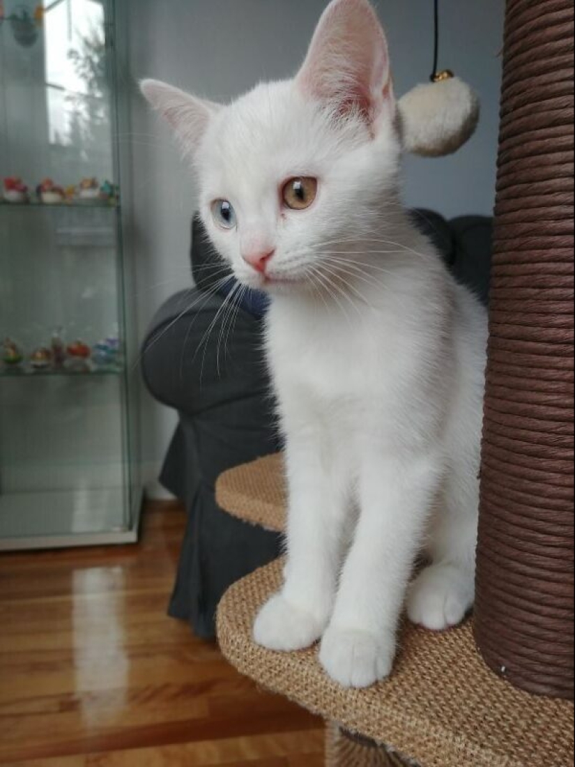 35 animals from shelters who were very lucky to meet "their" person