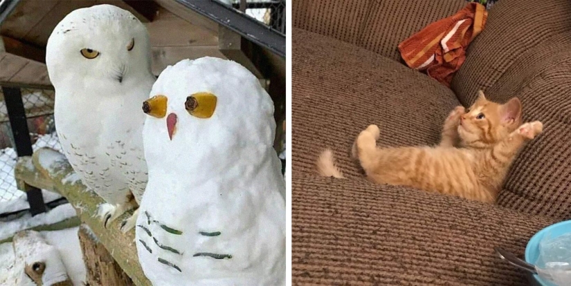 35 funny animal photos. For those who need a cure for negativity 35 funny animal photos. For those who need a cure for negativity