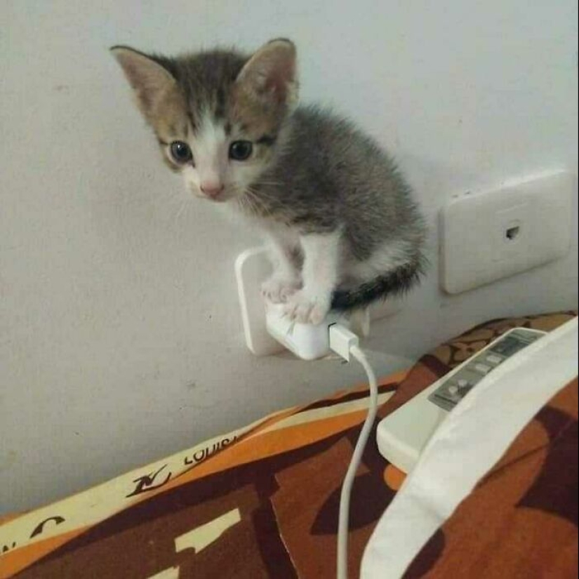 35 funny animal photos. For those who need a cure for negativity 35 funny animal photos. For those who need a cure for negativity