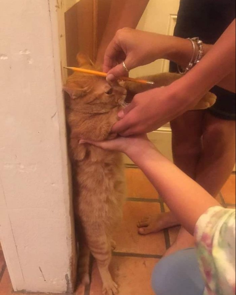 35 funny animal photos. For those who need a cure for negativity 35 funny animal photos. For those who need a cure for negativity