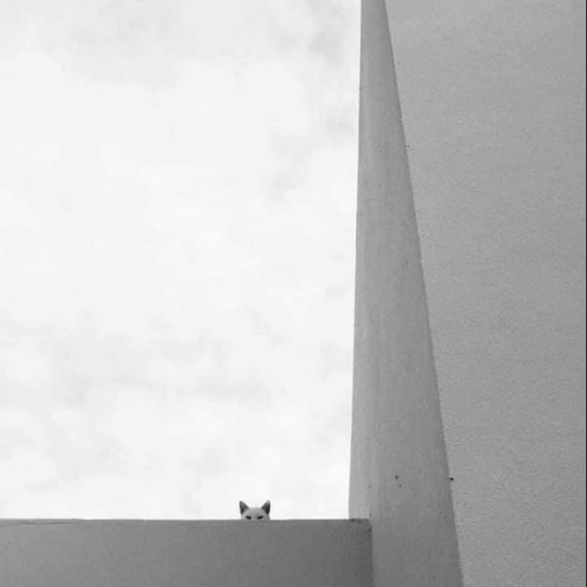 35 funny animal photos. For those who need a cure for negativity 35 funny animal photos. For those who need a cure for negativity