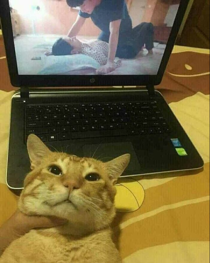 35 funny animal photos. For those who need a cure for negativity 35 funny animal photos. For those who need a cure for negativity