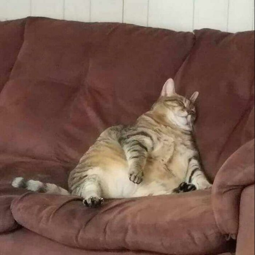 35 funny animal photos. For those who need a cure for negativity 35 funny animal photos. For those who need a cure for negativity