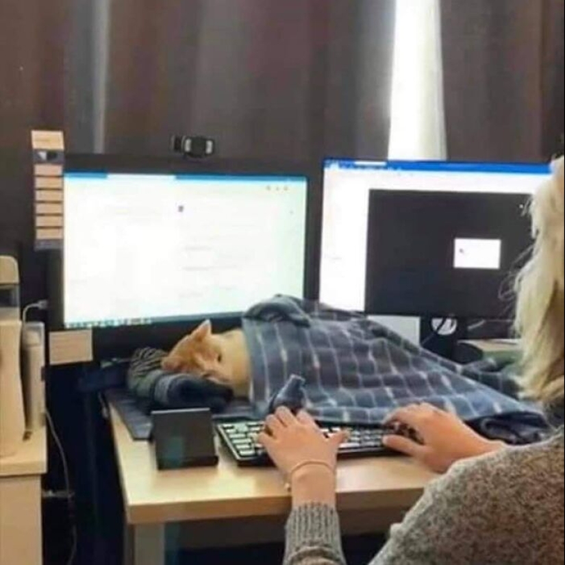 35 funny animal photos. For those who need a cure for negativity 35 funny animal photos. For those who need a cure for negativity