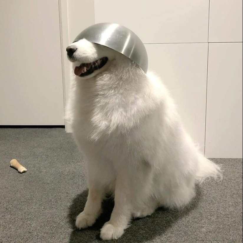 35 funny animal photos. For those who need a cure for negativity 35 funny animal photos. For those who need a cure for negativity