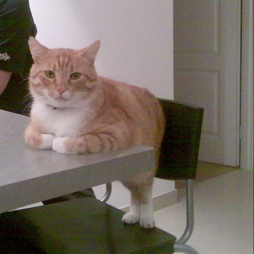 35 funny animal photos. For those who need a cure for negativity 35 funny animal photos. For those who need a cure for negativity