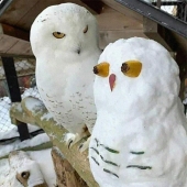 35 funny animal photos. For those who need a cure for negativity 35 funny animal photos. For those who need a cure for negativity