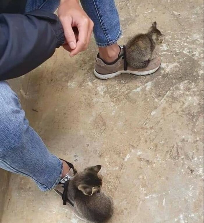 35 funny animal photos. For those who need a cure for negativity 35 funny animal photos. For those who need a cure for negativity