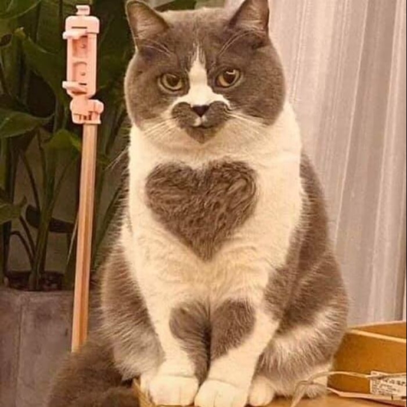 35 funny animal photos. For those who need a cure for negativity 35 funny animal photos. For those who need a cure for negativity