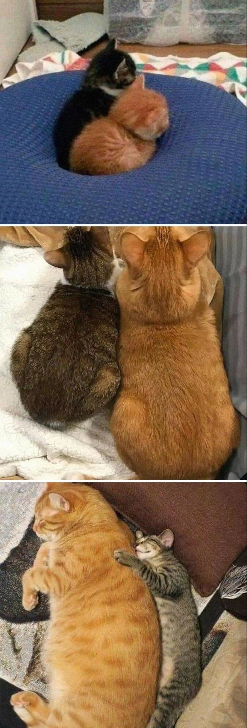 35 funny animal photos. For those who need a cure for negativity 35 funny animal photos. For those who need a cure for negativity