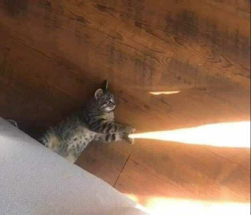 35 funny animal photos. For those who need a cure for negativity 35 funny animal photos. For those who need a cure for negativity