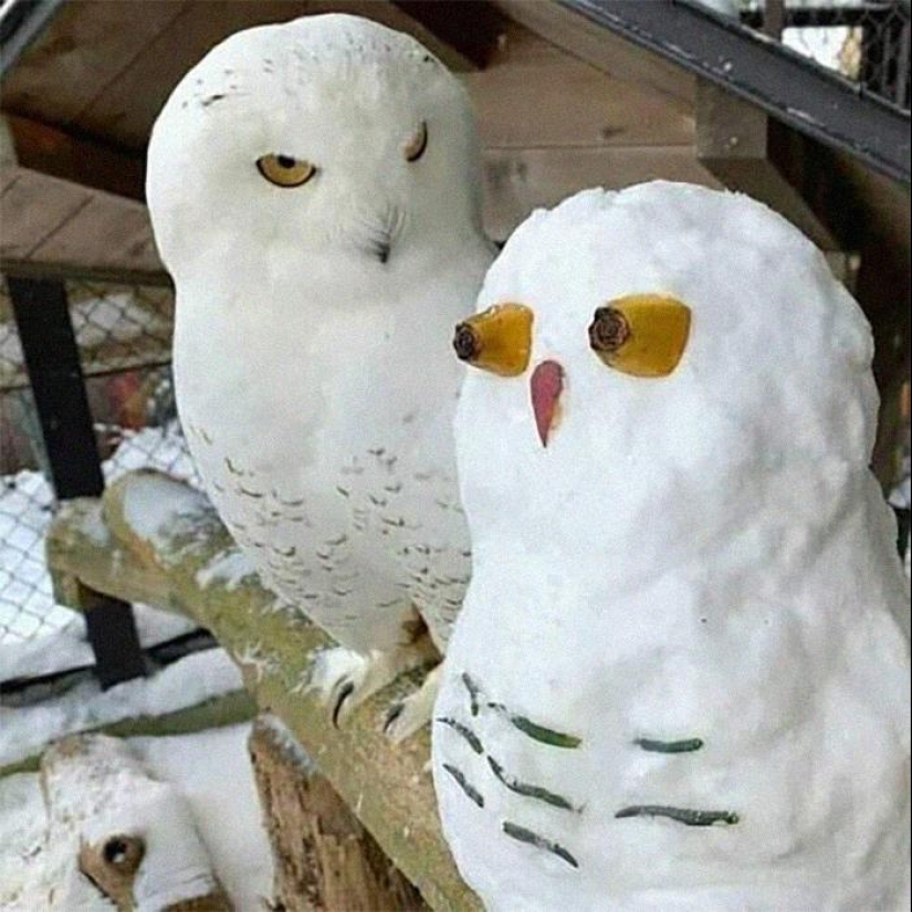 35 funny animal photos. For those who need a cure for negativity 35 funny animal photos. For those who need a cure for negativity