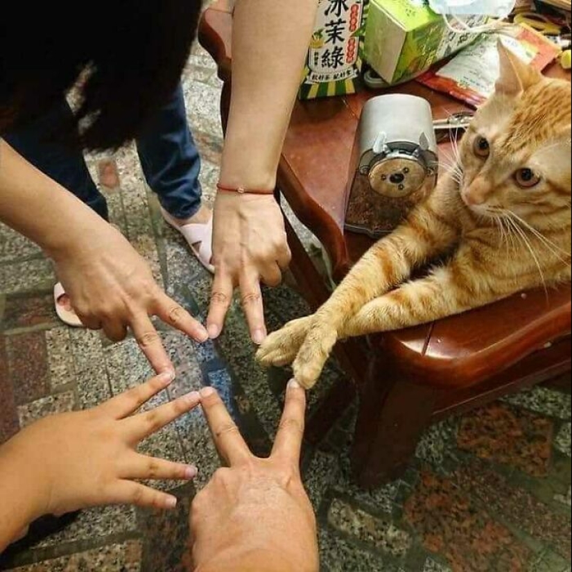 35 funny animal photos. For those who need a cure for negativity 35 funny animal photos. For those who need a cure for negativity