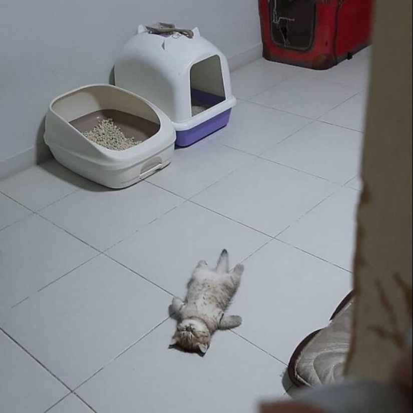 35 funny animal photos. For those who need a cure for negativity 35 funny animal photos. For those who need a cure for negativity