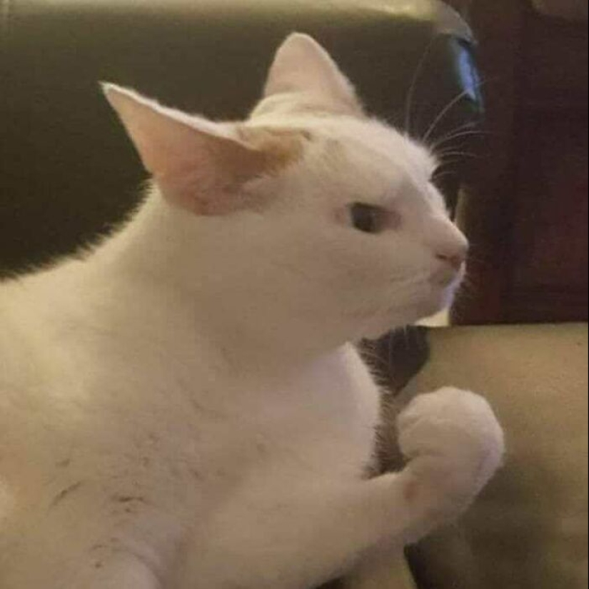 35 funny animal photos. For those who need a cure for negativity 35 funny animal photos. For those who need a cure for negativity