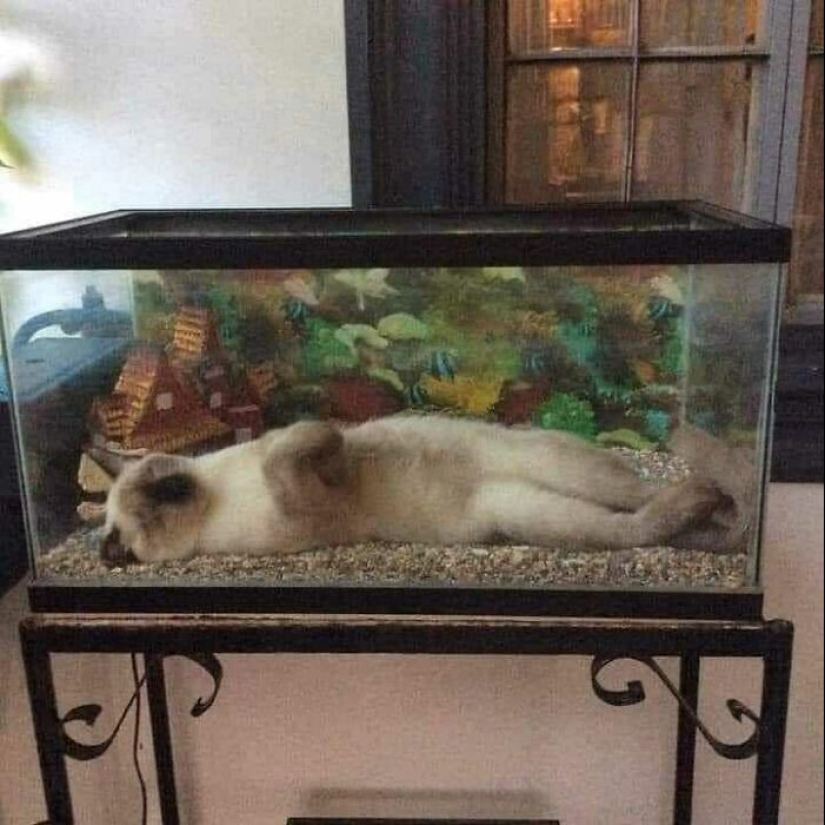 35 funny animal photos. For those who need a cure for negativity 35 funny animal photos. For those who need a cure for negativity