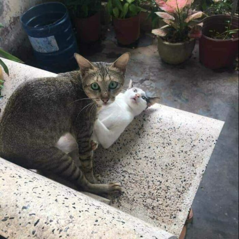 35 funny animal photos. For those who need a cure for negativity 35 funny animal photos. For those who need a cure for negativity