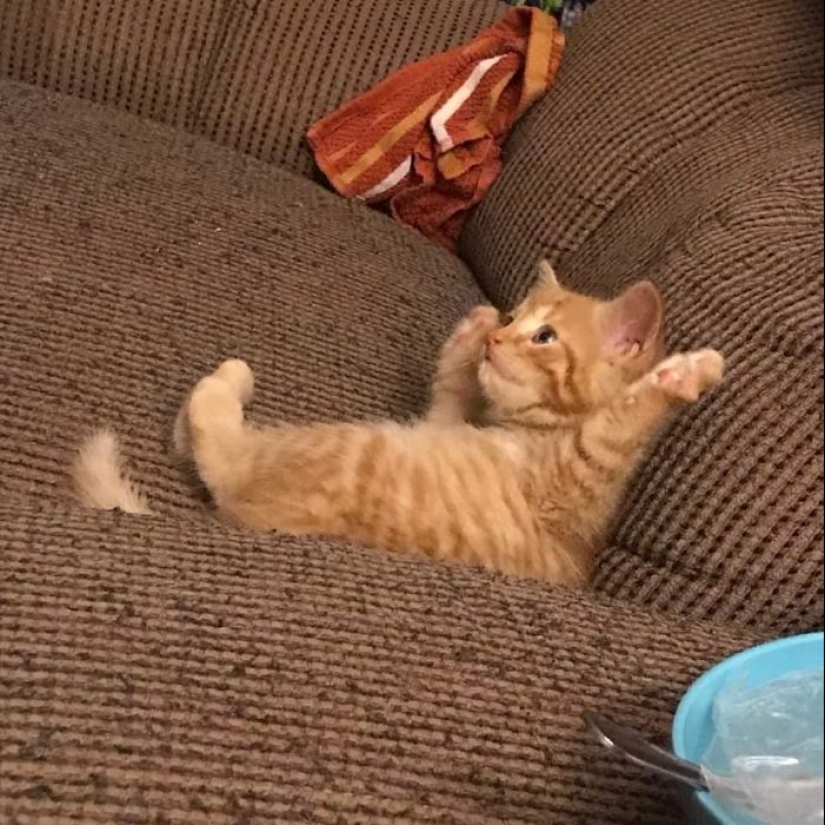 35 funny animal photos. For those who need a cure for negativity 35 funny animal photos. For those who need a cure for negativity