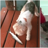 35 hilarious gifs with impudent animals 35 hilarious gifs with impudent animals
