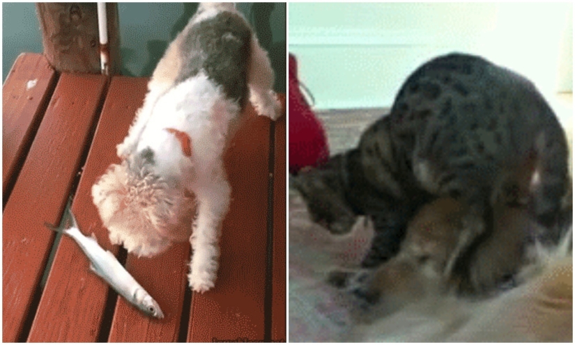 35 hilarious gifs with impudent animals 35 hilarious gifs with impudent animals