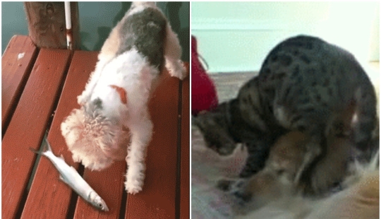 35 hilarious gifs with impudent animals 35 hilarious gifs with impudent animals