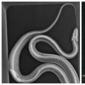 35 imágenes de rayos x que revelan el mundo de un inesperado trimestre