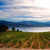 35 most beautiful vineyards in the world 35 most beautiful vineyards in the world