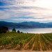 35 most beautiful vineyards in the world 35 most beautiful vineyards in the world