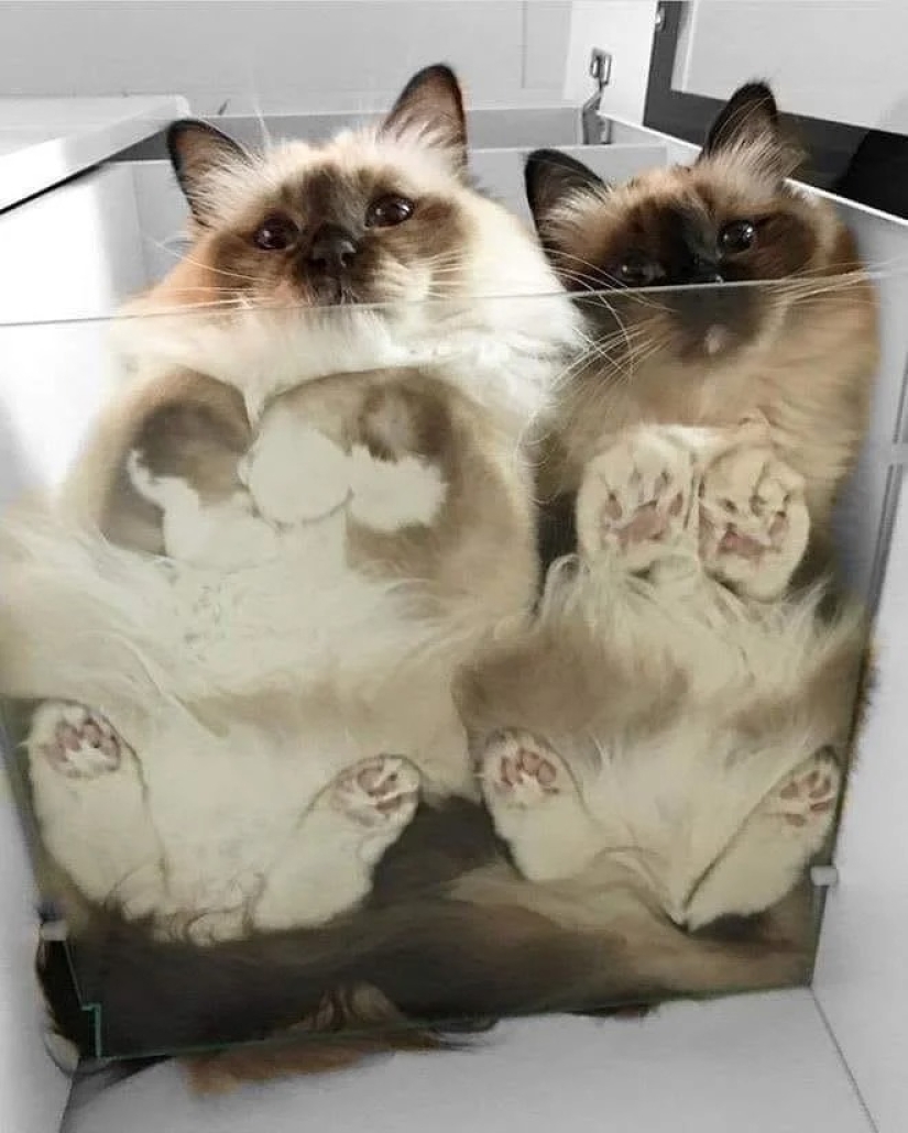 35 photos of such funny cats and their hilarious antics