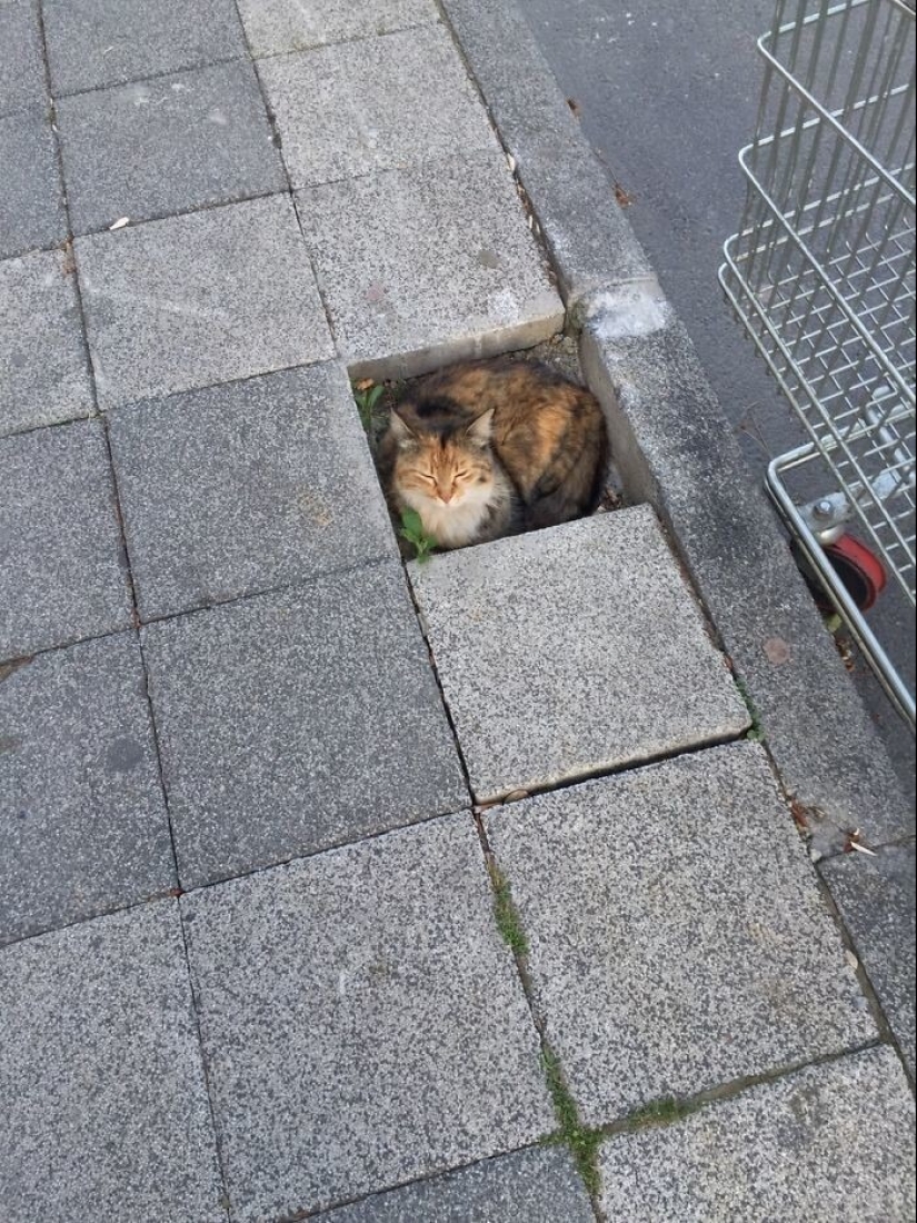 35 photos of such funny cats and their hilarious antics