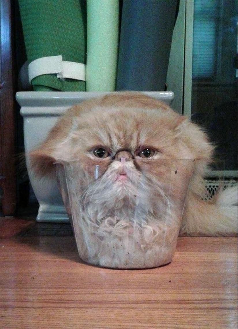 35 photos of such funny cats and their hilarious antics