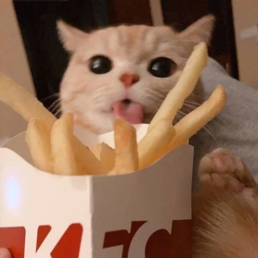 35 photos of such funny cats and their hilarious antics