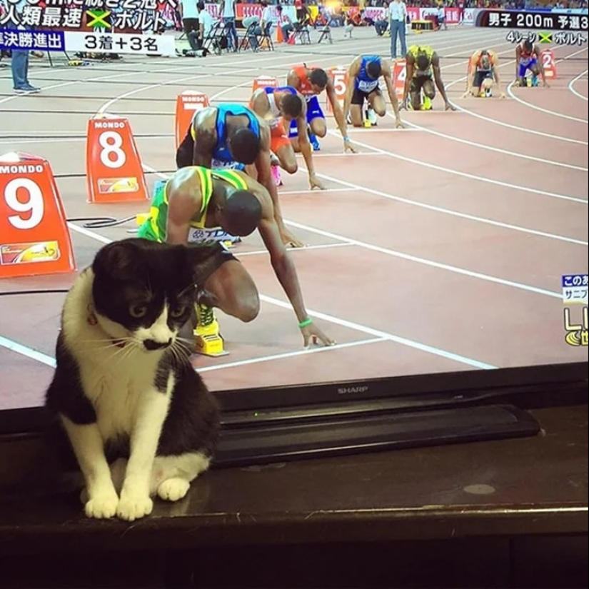 35 photos of such funny cats and their hilarious antics
