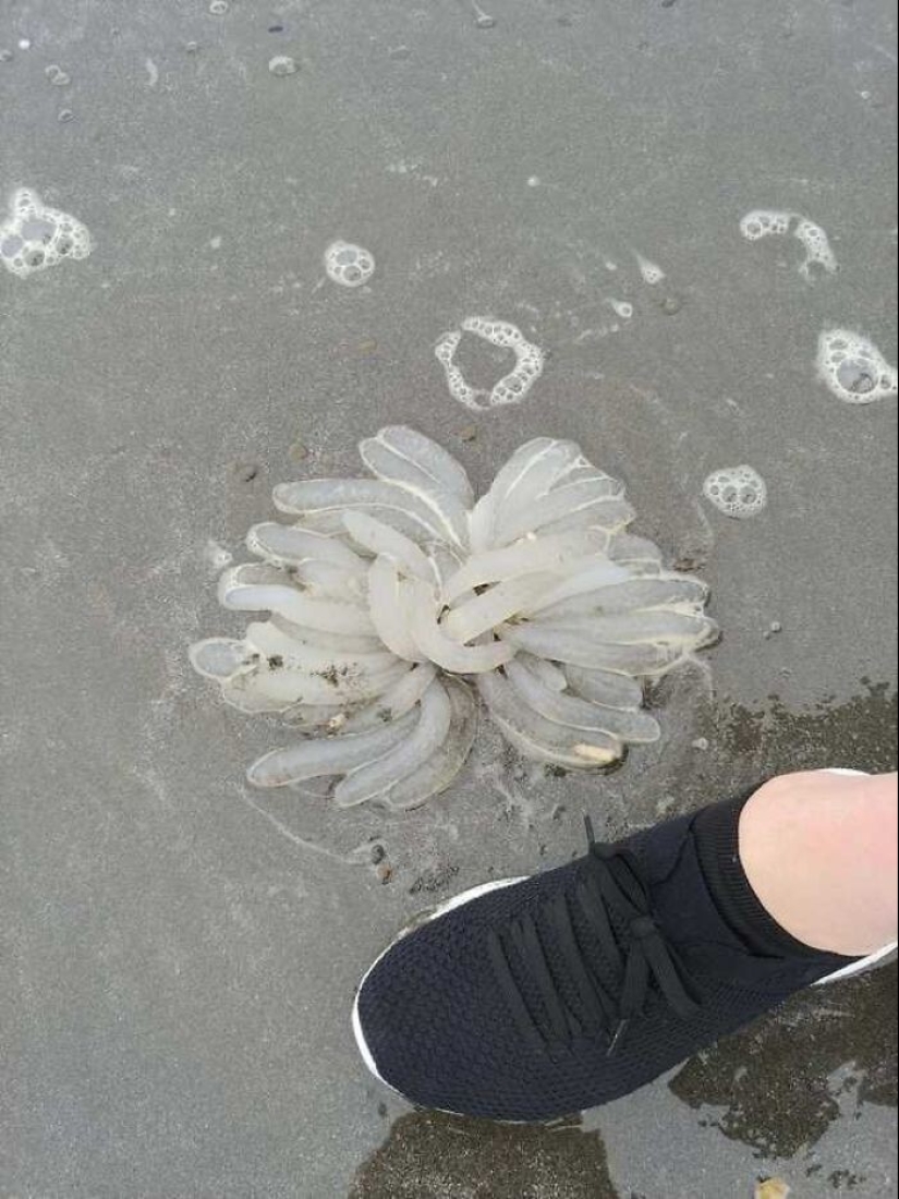 35 times when the Internet has helped people identify their unusual finds 35 times when the Internet has helped people identify their unusual finds