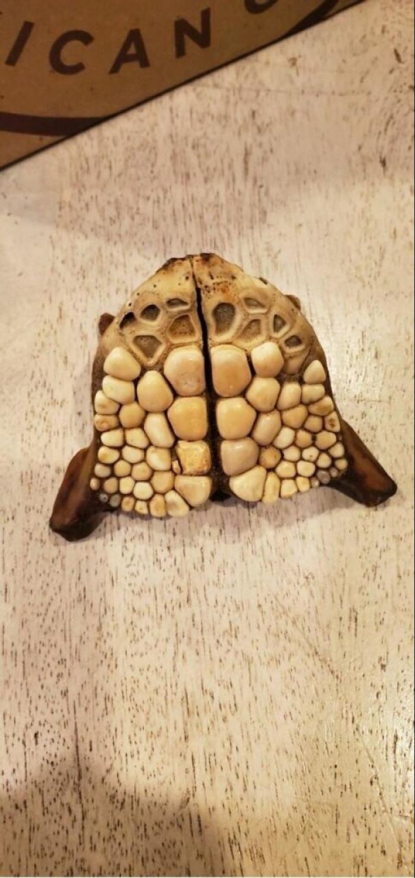 35 times when the Internet has helped people identify their unusual finds 35 times when the Internet has helped people identify their unusual finds