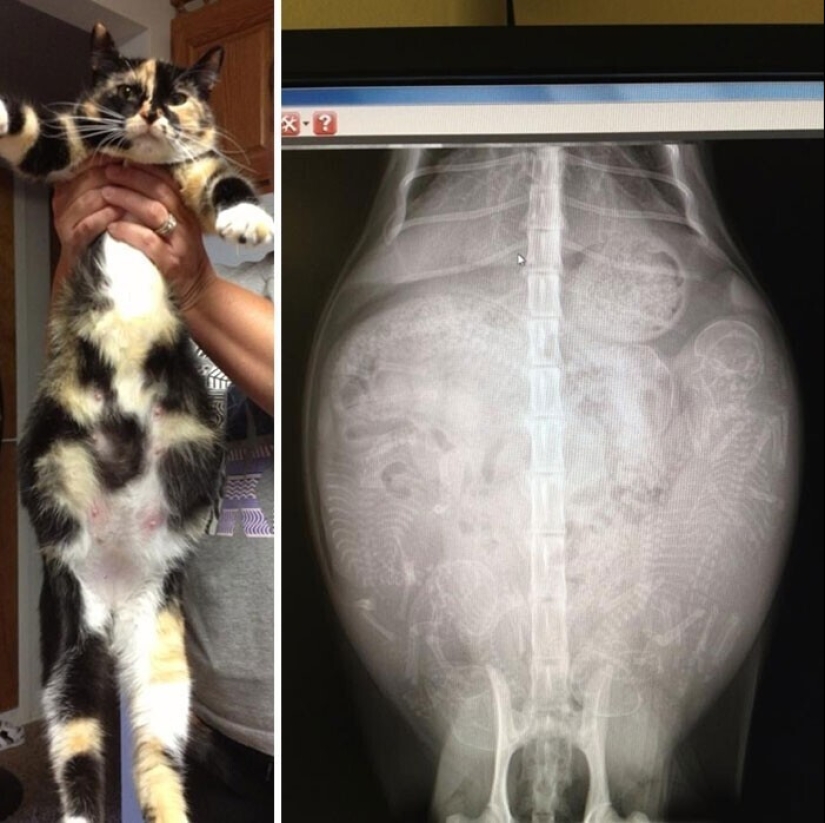 35 x-ray images that reveal the world from an unexpected quarter 35 x-ray images that reveal the world from an unexpected quarter