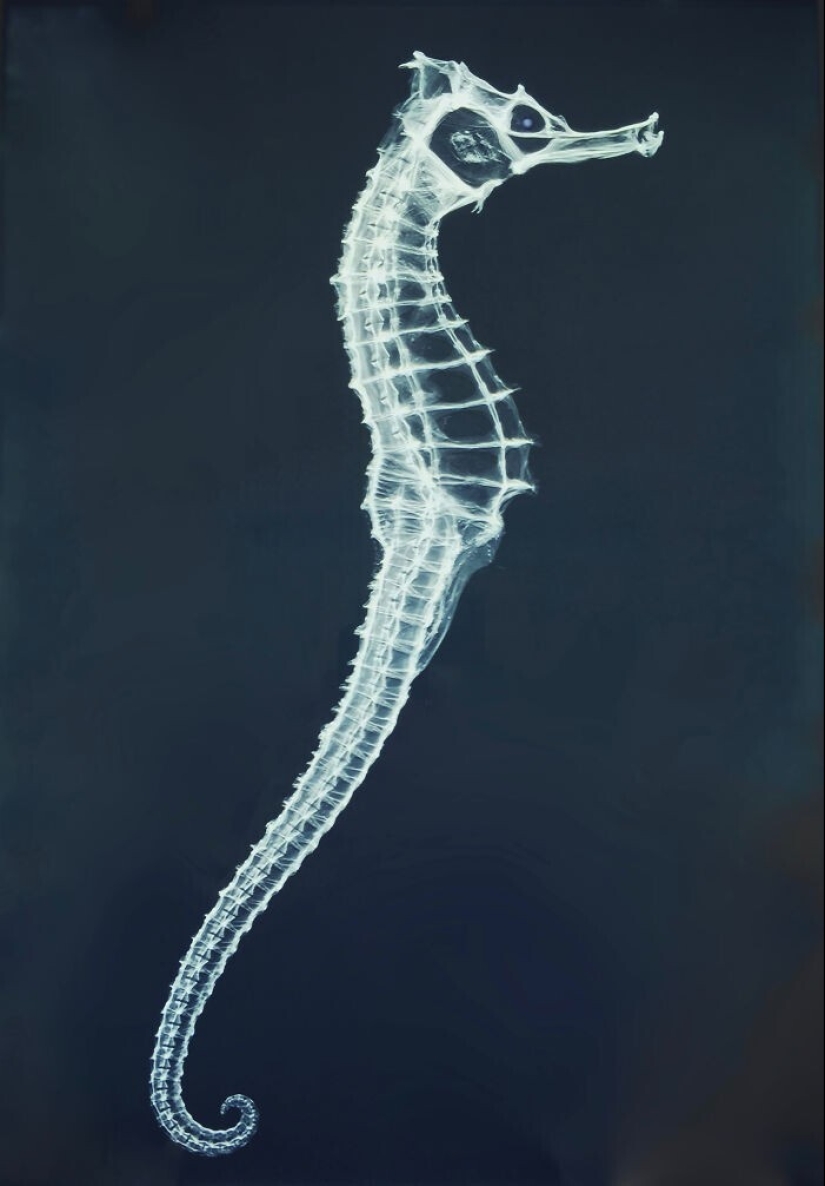 35 x-ray images that reveal the world from an unexpected quarter 35 x-ray images that reveal the world from an unexpected quarter