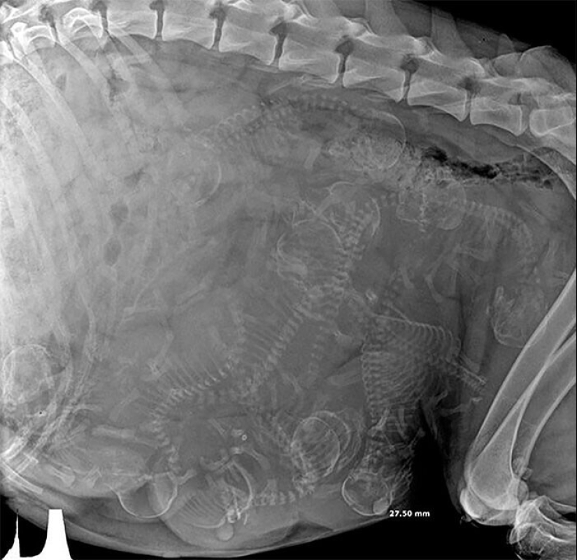 35 x-ray images that reveal the world from an unexpected quarter 35 x-ray images that reveal the world from an unexpected quarter