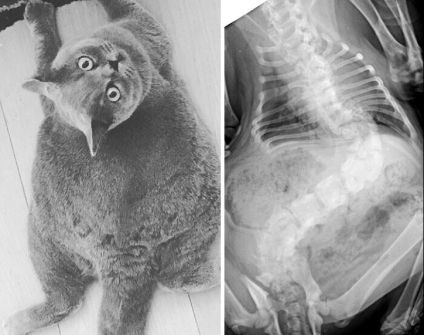 35 x-ray images that reveal the world from an unexpected quarter 35 x-ray images that reveal the world from an unexpected quarter