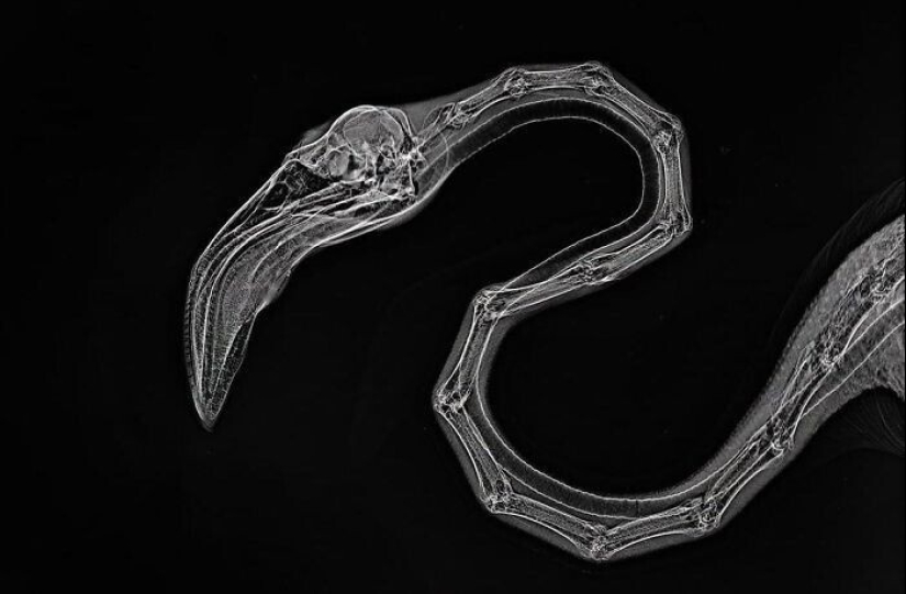 35 x-ray images that reveal the world from an unexpected quarter 35 x-ray images that reveal the world from an unexpected quarter