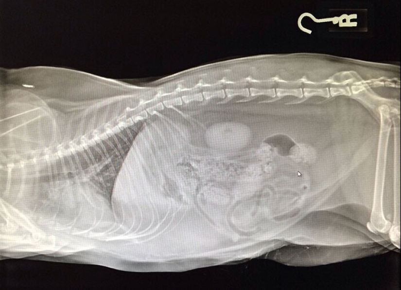 35 x-ray images that reveal the world from an unexpected quarter 35 x-ray images that reveal the world from an unexpected quarter