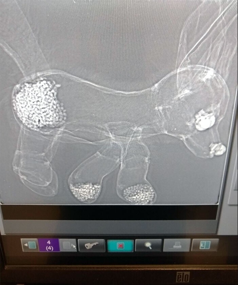 35 x-ray images that reveal the world from an unexpected quarter 35 x-ray images that reveal the world from an unexpected quarter