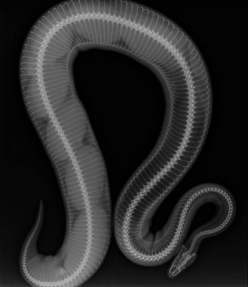 35 x-ray images that reveal the world from an unexpected quarter 35 x-ray images that reveal the world from an unexpected quarter