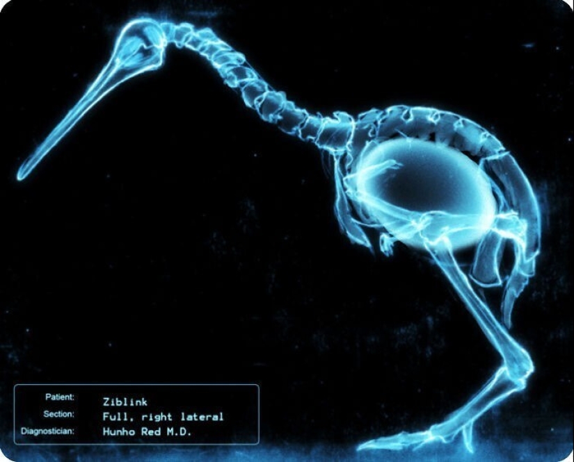 35 x-ray images that reveal the world from an unexpected quarter 35 x-ray images that reveal the world from an unexpected quarter