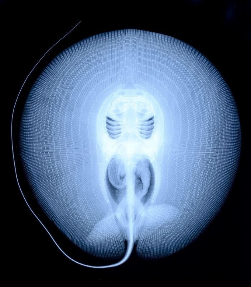 35 x-ray images that reveal the world from an unexpected quarter 35 x-ray images that reveal the world from an unexpected quarter