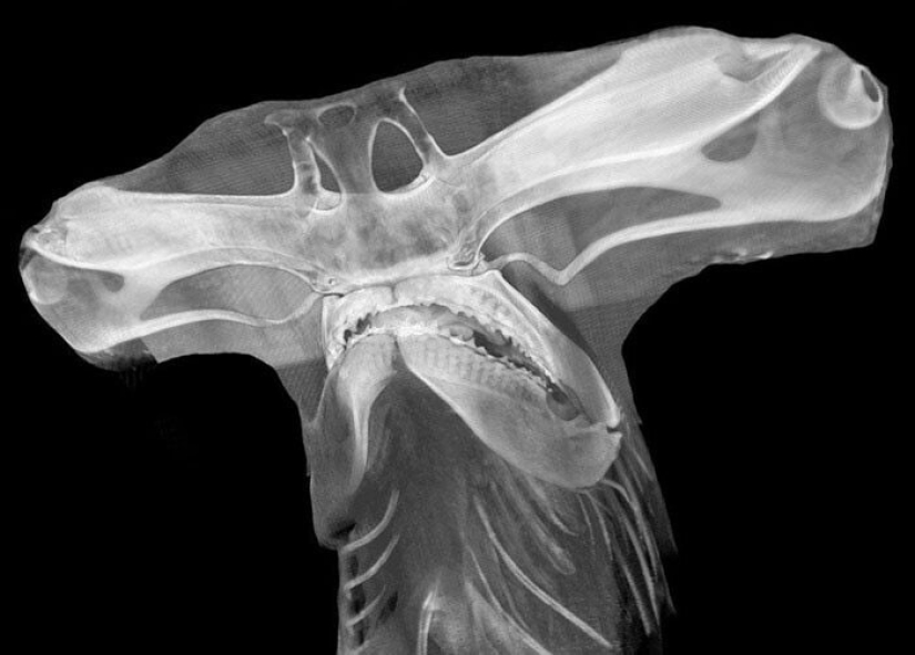 35 x-ray images that reveal the world from an unexpected quarter 35 x-ray images that reveal the world from an unexpected quarter