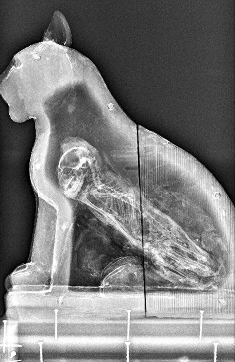 35 x-ray images that reveal the world from an unexpected quarter 35 x-ray images that reveal the world from an unexpected quarter