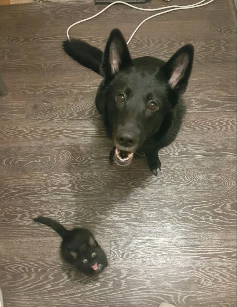 40 charming photos of evidence that black cats need not fear 40 charming photos of evidence that black cats need not fear