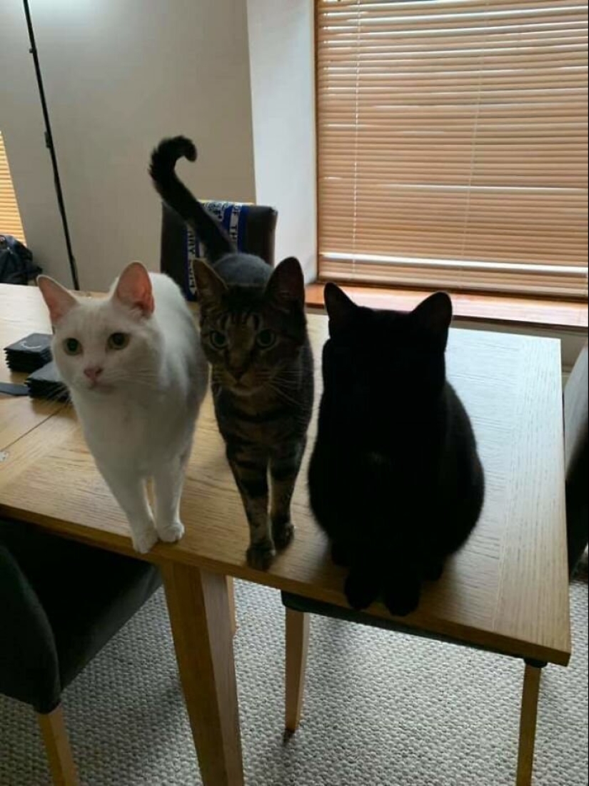 40 charming photos of evidence that black cats need not fear 40 charming photos of evidence that black cats need not fear