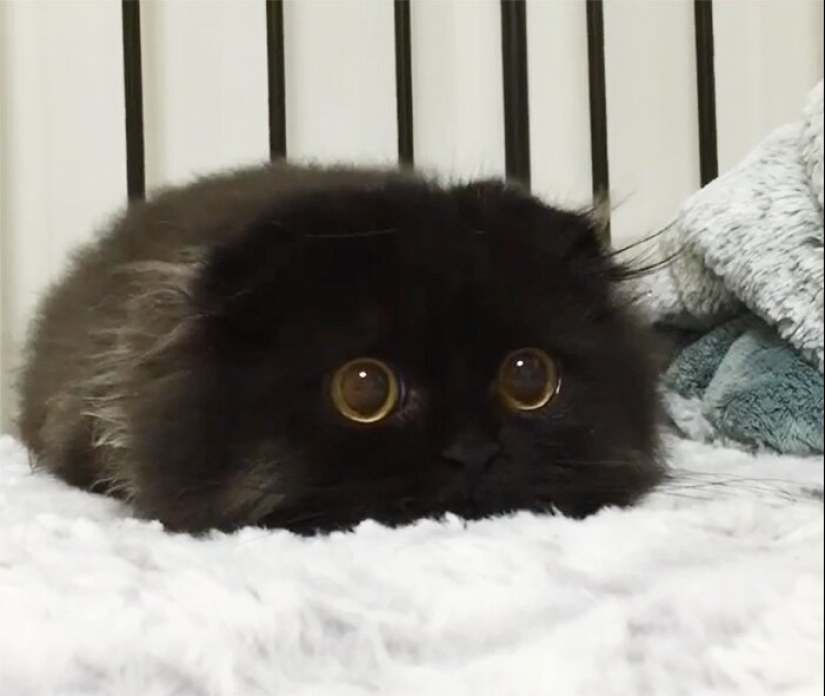 40 charming photos of evidence that black cats need not fear 40 charming photos of evidence that black cats need not fear